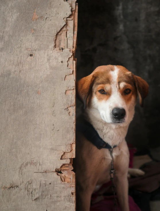 a brown and white dog sitting in a doorway, pexels contest winner, nepal, background image, poverty, 1 male