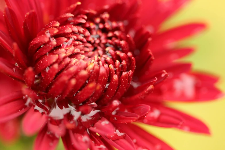 a close up of a red flower with water droplets, pexels, process art, chrysanthemum eos-1d, graphic print, modeled