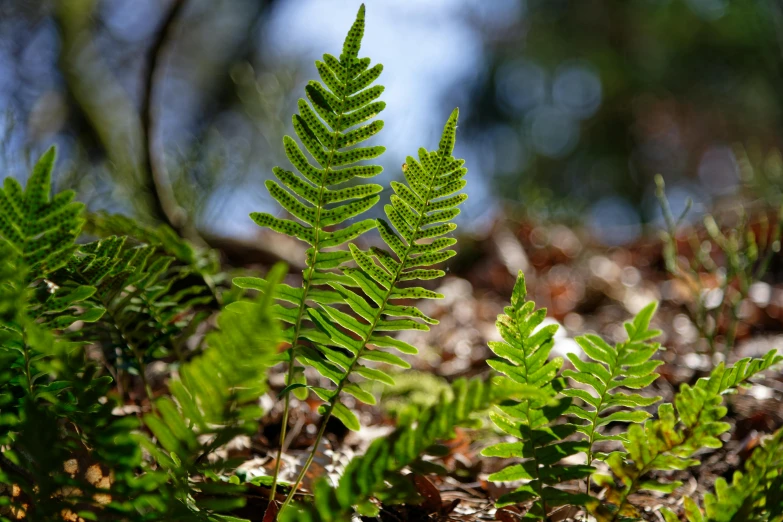 a plant that is growing out of the ground, a portrait, unsplash, hurufiyya, ferns, a pair of ribbed, nothofagus, heat shimmering