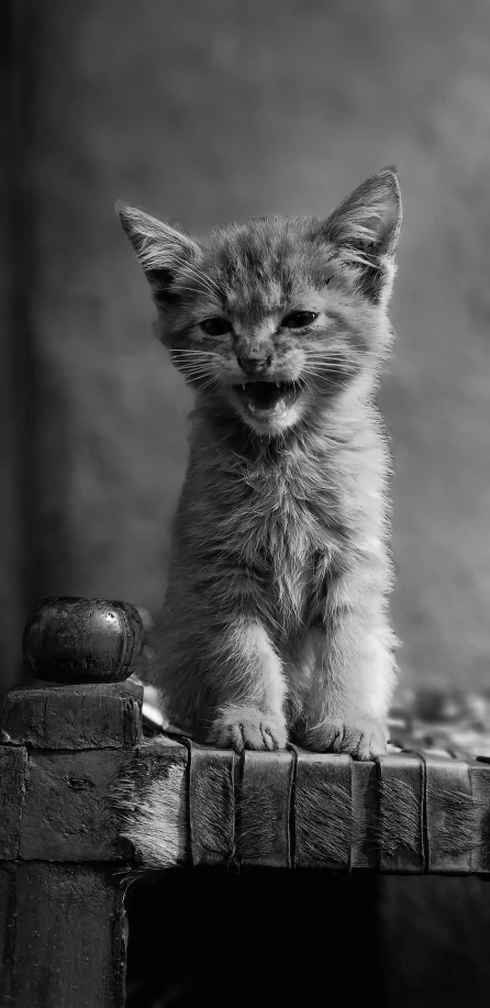 a black and white photo of a kitten, a black and white photo, by Muggur, pixabay, laughing, portrait of a small, well decorated, nuri iyem