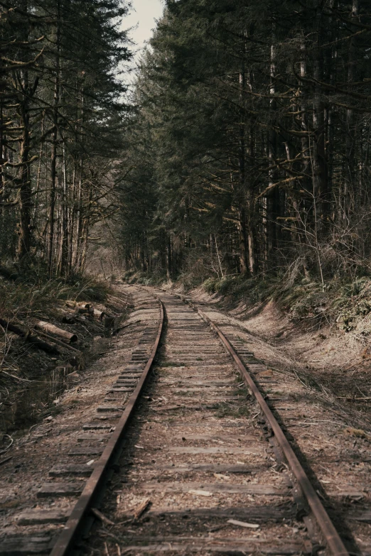 a train track in the middle of a forest, looking sad, dark woods, broken road, instagram story