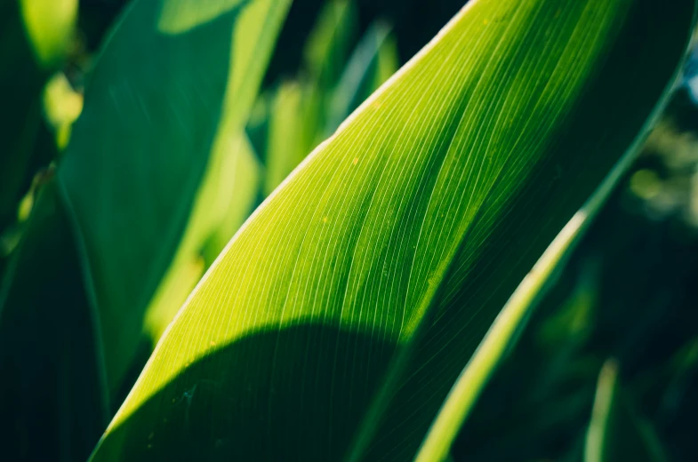 a close up of a leaf of a plant, unsplash, panels, few farm green highlights, strong sunlight, banana trees