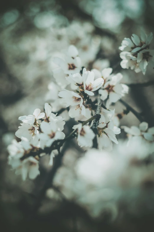a bunch of white flowers sitting on top of a tree, inspired by Elsa Bleda, trending on unsplash, paul barson, low quality photo, festivals, single
