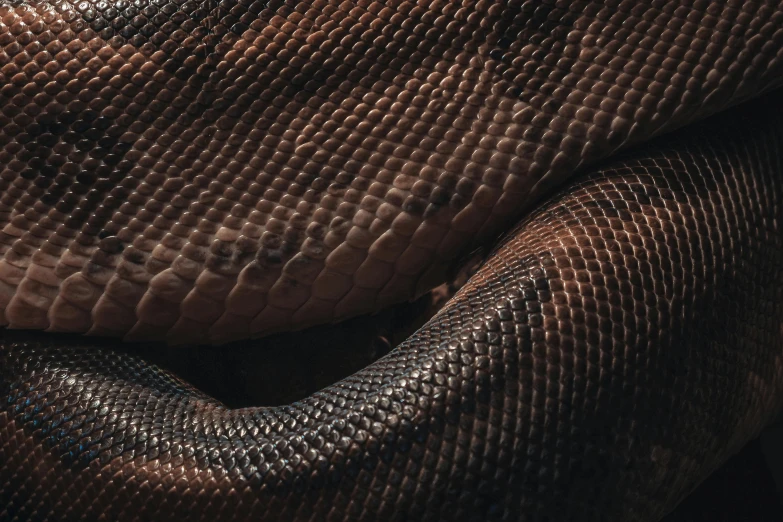 a close up of a snake skin, by Adam Marczyński, trending on pexels, photorealism, black and brown, chocolate, 🦩🪐🐞👩🏻🦳, desaturated