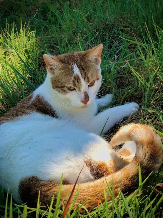 a cat that is laying down in the grass, by Gwen Barnard, featured on reddit, sun dappled, highly polished, avatar image