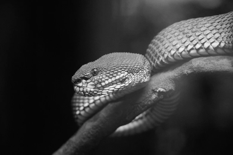 a black and white photo of a snake, by Adam Marczyński, trending on pexels, cobra, decoration, low detailed, portrait”