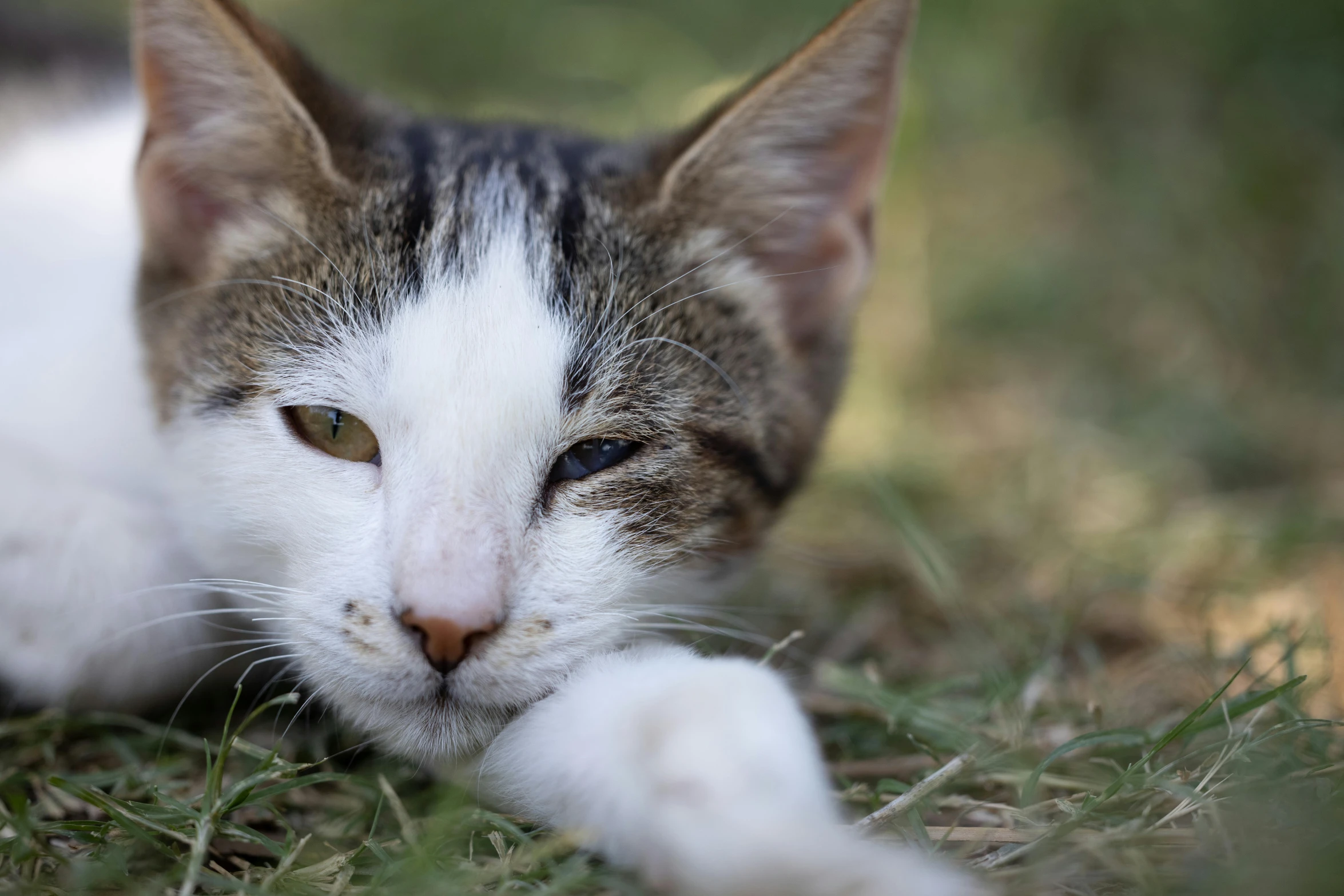 a close up of a cat laying in the grass, a portrait, unsplash, white male, ignant, getty images, male emaciated