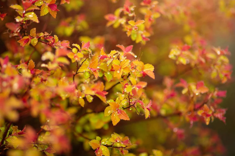 a tree with red, yellow and green leaves, by Jessie Algie, unsplash, rose-brambles, light orange mist, detail shot, raspberry