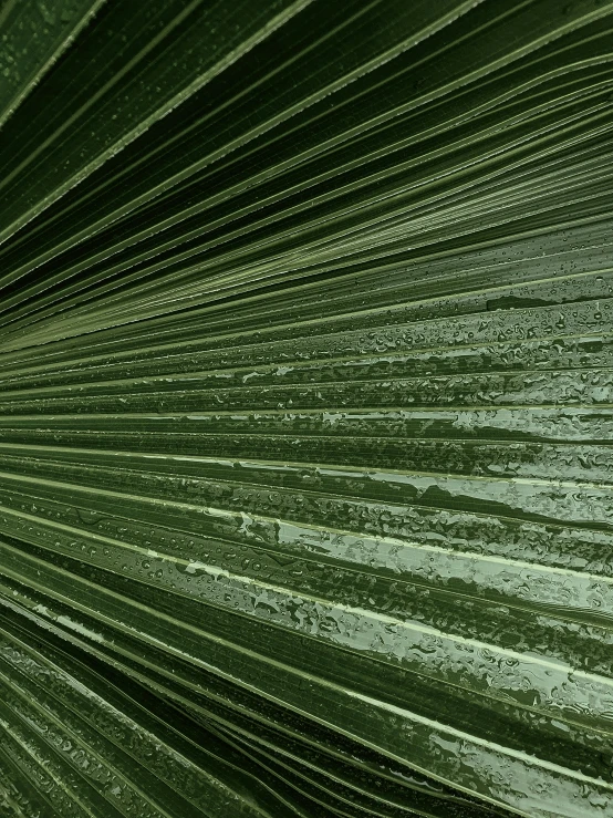 a close up view of a palm leaf, a raytraced image, unsplash, wet reflective concrete, ilustration, 8k octane render uhd, panels