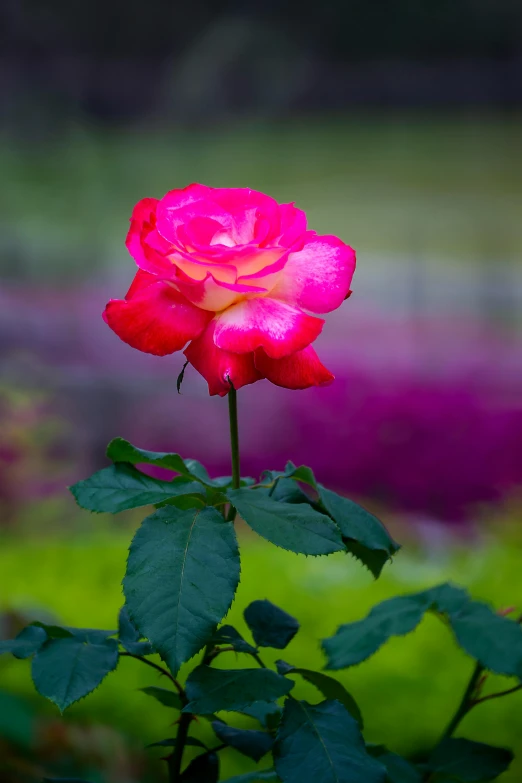 a pink rose with green leaves in the foreground