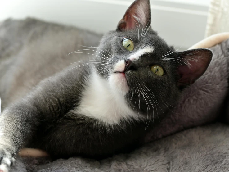 a black and white cat laying on top of a gray blanket, pexels contest winner, happening, tiny mouth, young male, with a white nose, soft lulling tongue