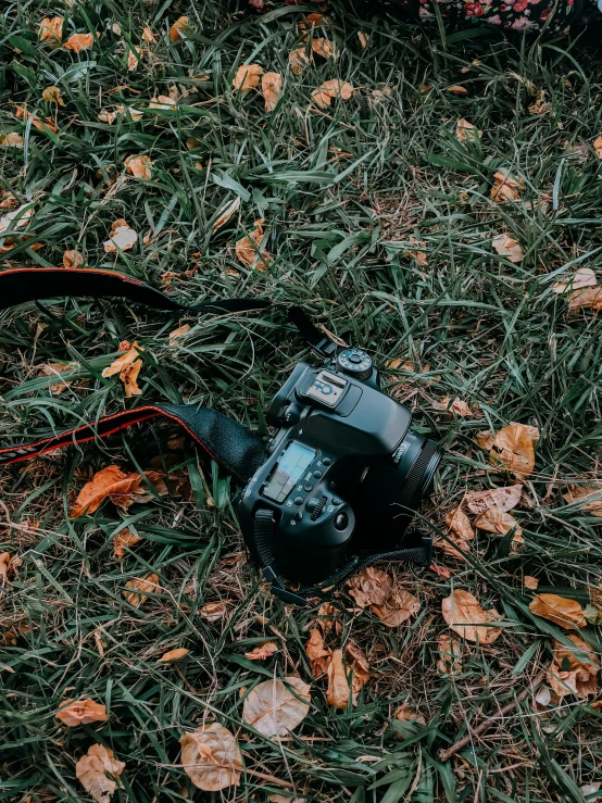 a camera sitting on top of a lush green field, autumn leaves on the ground, without duplicate image