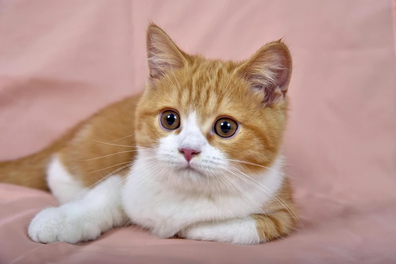 an orange and white cat laying on a pink blanket, trending on pixabay, photorealism, the cutest kitten ever, sad man, louis william wain, scientific photo