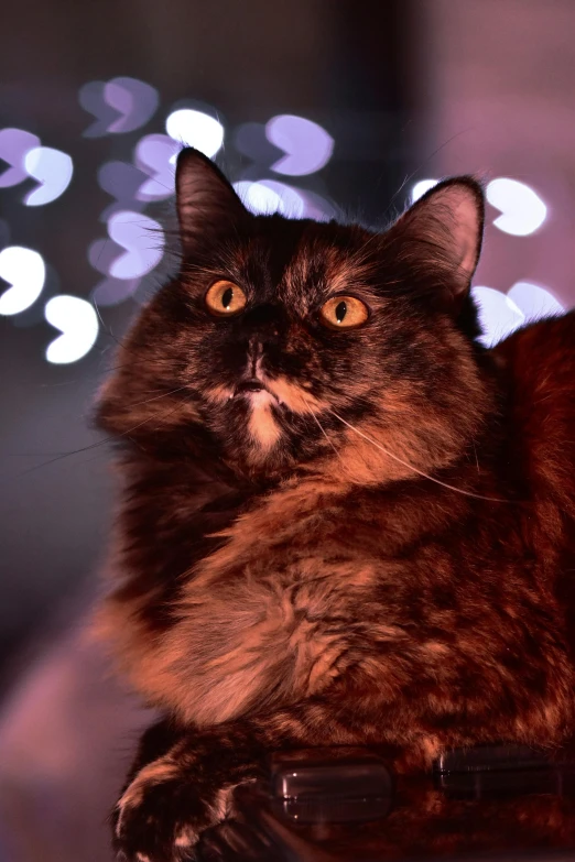 a cat sitting on top of a laptop computer, dark bokeh in background, long curly fur, dazzling lights, scruffy looking