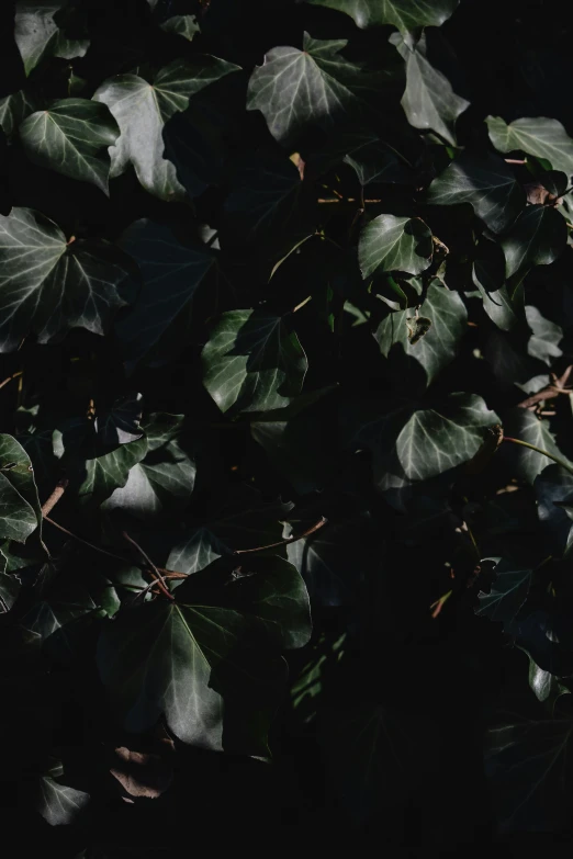 a fire hydrant sitting on top of a lush green plant, an album cover, inspired by Elsa Bleda, unsplash, hurufiyya, dark palette, ignant, big leaves, zoomed in shots