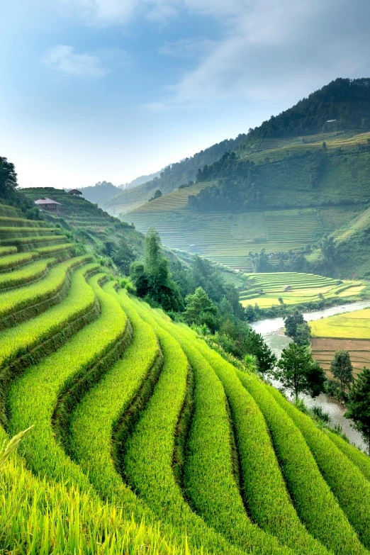 a hill covered in green grass next to a river, trending on unsplash, sumatraism, rows of lush crops, vietnam war, terraces, grain”