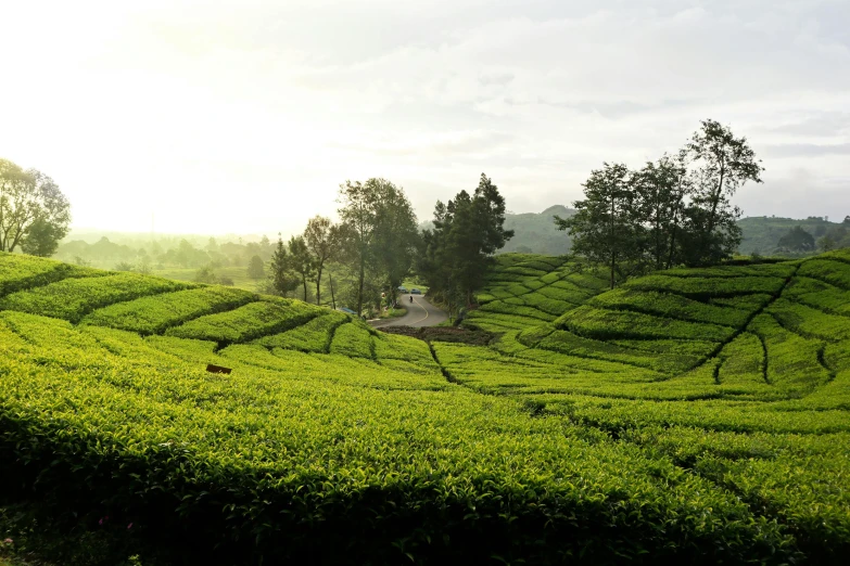 a group of people walking through a lush green field, by Basuki Abdullah, pexels contest winner, hurufiyya, tea, late afternoon light, view from a distance, instagram post