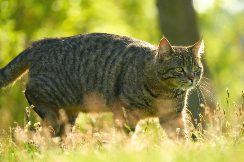 a cat walking across a grass covered field, striking features, lit from the side, in the sun, hunting