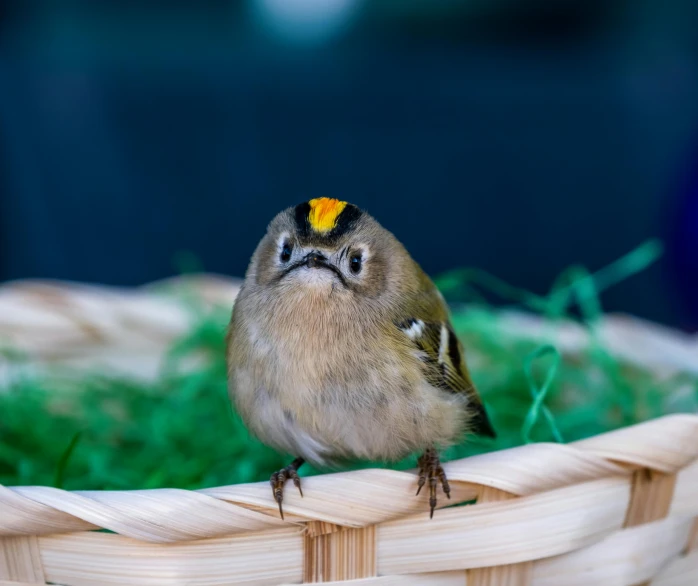 a small bird that is sitting in a basket, pexels contest winner, big gold eyes, green head, 4k photo”, small blond goatee