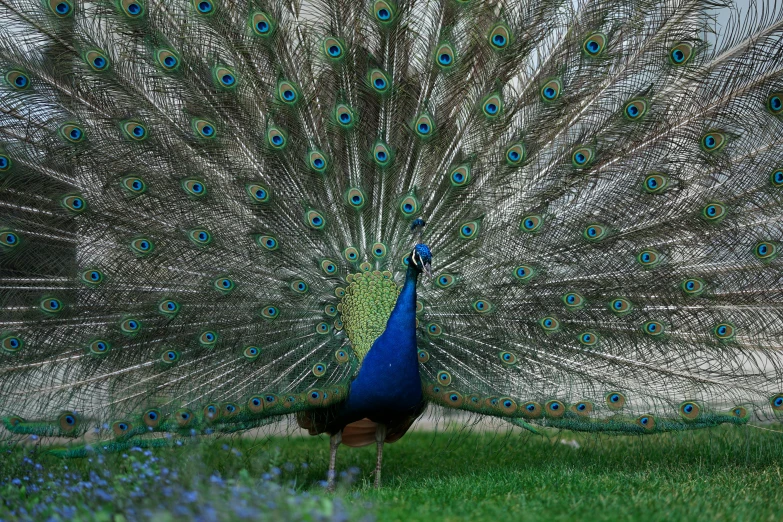 a peacock standing on top of a lush green field, an album cover, pexels contest winner, hurufiyya, prussian blue, persian queen, museum quality photo, 🦩🪐🐞👩🏻🦳