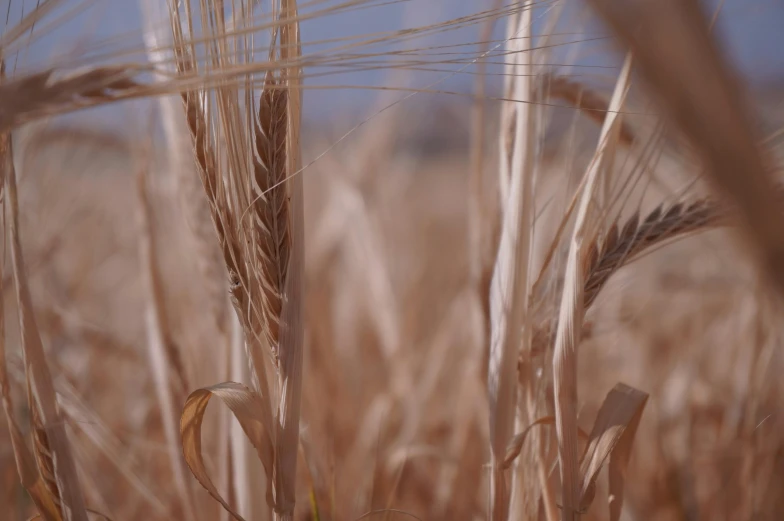 a close up of a bunch of wheat in a field, by Adam Marczyński, pexels contest winner, 2 0 2 1 cinematic 4 k framegrab, subtitles, brown, minimal composition