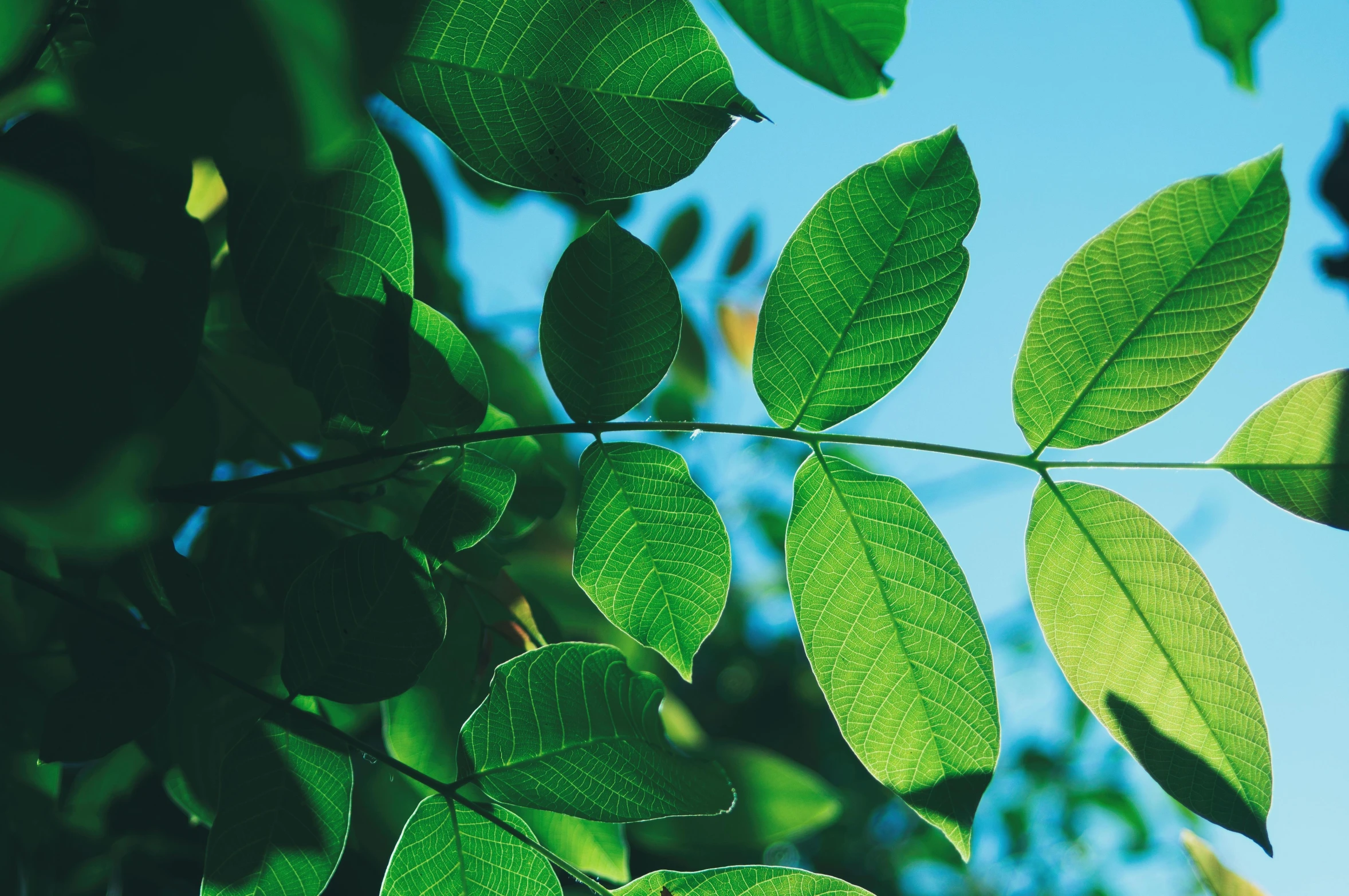 a close up of green leaves against a blue sky, by Rachel Reckitt, hurufiyya, the tree of life, sustainable materials, no cropping, mangrove trees