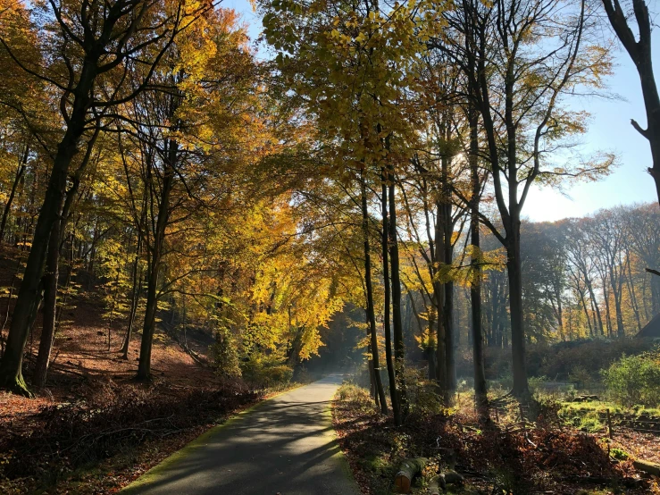 a tree lined road in the middle of a forest, by Maria van Oosterwijk, pexels, soft autumn sunlight, thumbnail, # nofilter, detmold