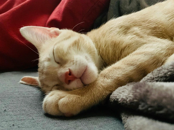 a close up of a cat sleeping on a couch, extremely happy, holding an epée, small ears, instagram post