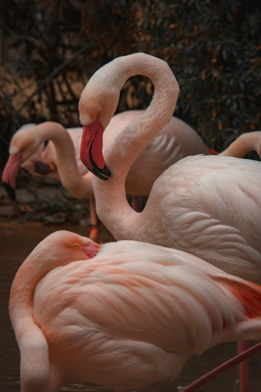 a group of flamingos standing next to each other, up-close, slide show, best photo
