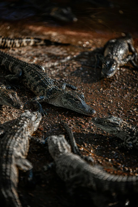 a group of alligators that are laying on the ground, by Emanuel Witz, unsplash contest winner, hurufiyya, high angle close up shot, shot with sony alpha, australian, young male