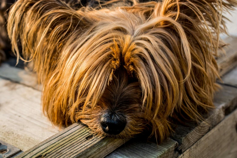 a brown dog laying on top of a wooden bench, by Jan Tengnagel, pexels contest winner, yorkshire terrier, exhausted face close up, australian, bushy tail