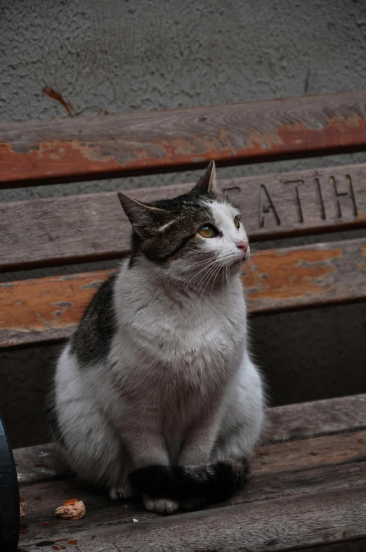 a cat sitting on top of a wooden bench, in a square, catarthic, slightly smirking, in town