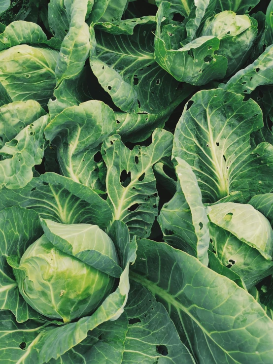 a close up of a bunch of lettuce, by Jessie Algie, unsplash, taken on iphone 1 3 pro, it\'s name is greeny, brocade, choi