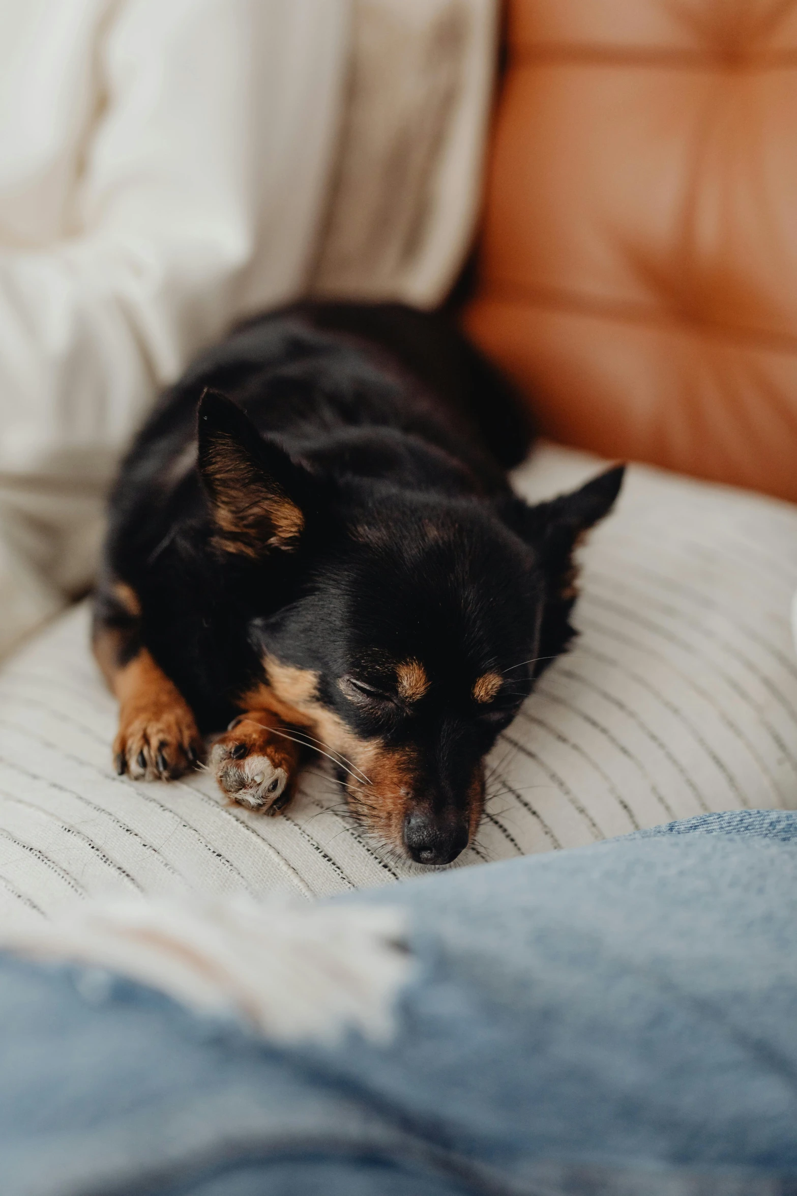 a black and brown dog laying on top of a bed, pexels contest winner, relaxing on the couch, comforting and familiar, slightly pixelated, manuka