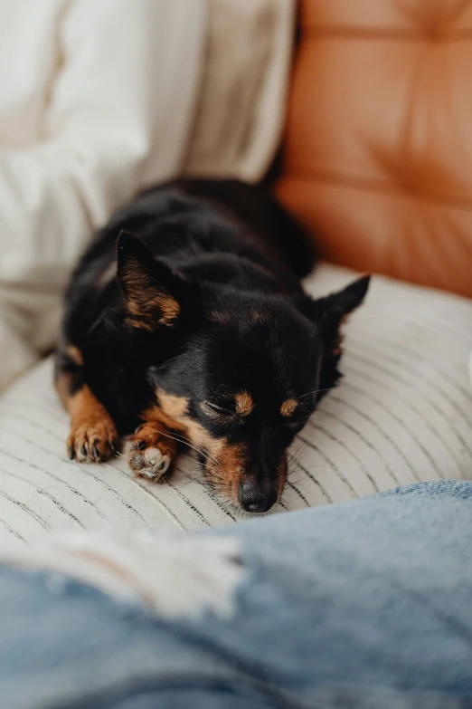 a black and brown dog laying on top of a bed, pexels contest winner, relaxing on the couch, comforting and familiar, slightly pixelated, manuka