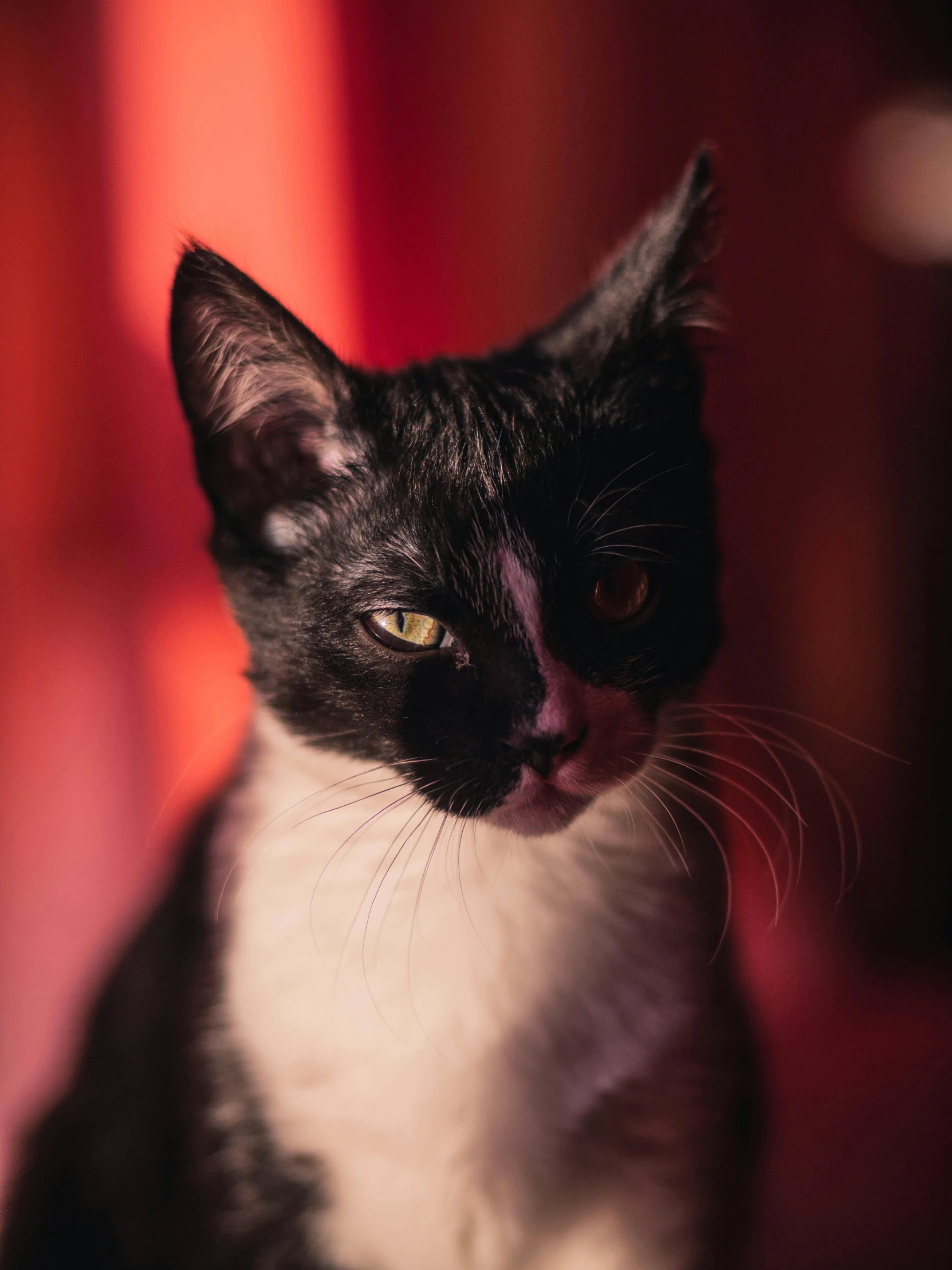 a black and white cat sitting on top of a table, red and cinematic lighting, shot with sony alpha 1 camera, avatar image, close - up photograph