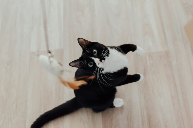 a black and white cat sitting on top of a wooden floor, twirling, instagram post, pointing, paw shot