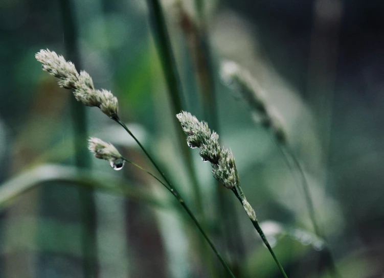 a close up of a plant with water droplets on it, inspired by Elsa Bleda, unsplash, grass and weeds”, alessio albi, biophilia mood, medium format. soft light