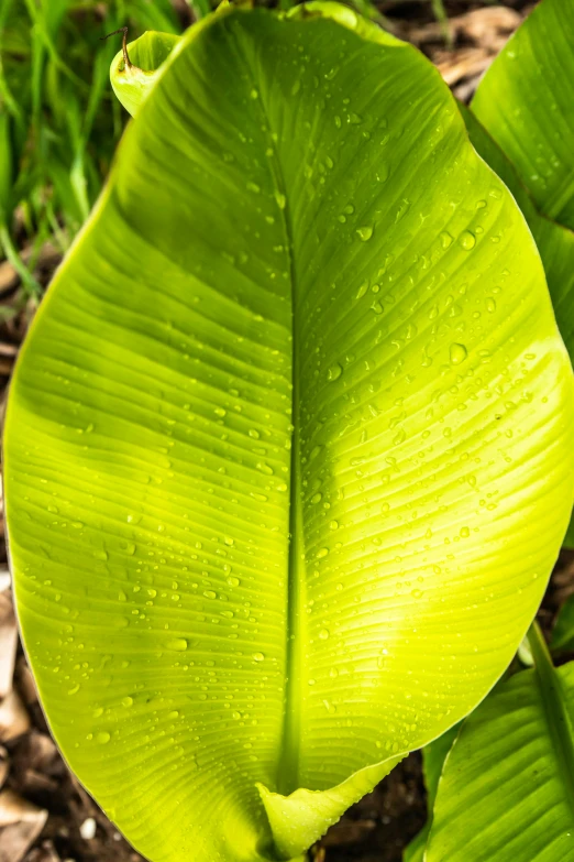 a close up of a leaf with water droplets on it, banana color, lush surroundings, strong sunlight, large tall