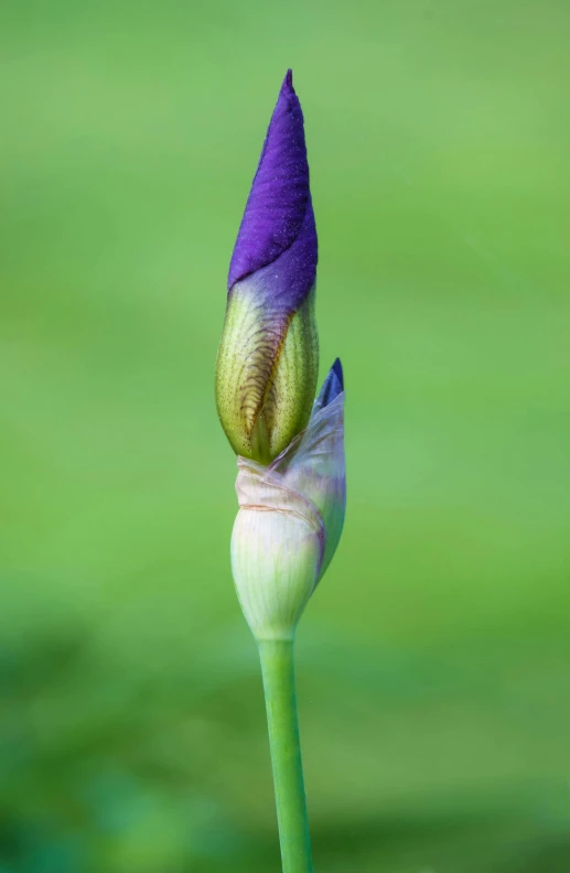 a close up of a purple flower on a stem, a portrait, by David Simpson, green iris, large tall, flowering buds, second colours - purple