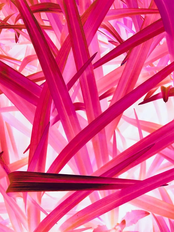 a close up of a bunch of pink plants, a microscopic photo, by Elizabeth Charleston, conceptual art, strong lines and bold colors, palm lines, photosynthetic, ilustration