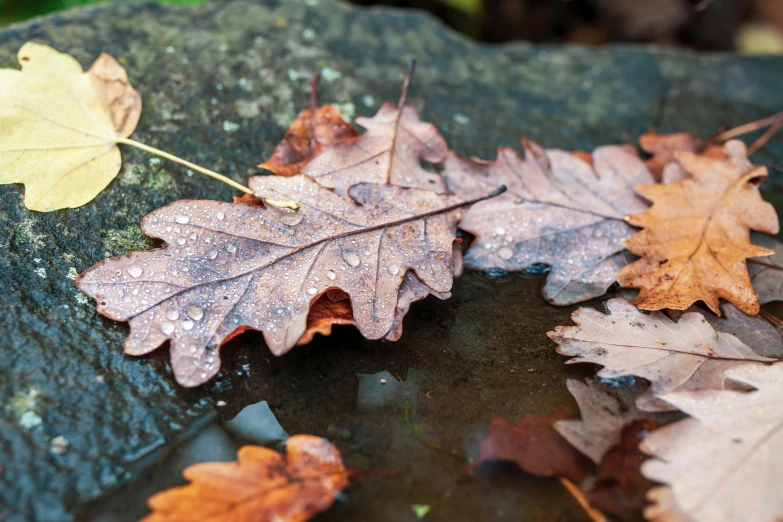 a group of leaves sitting on top of a rock, trending on pexels, rain puddles, oak leaves, thumbnail, detail shot