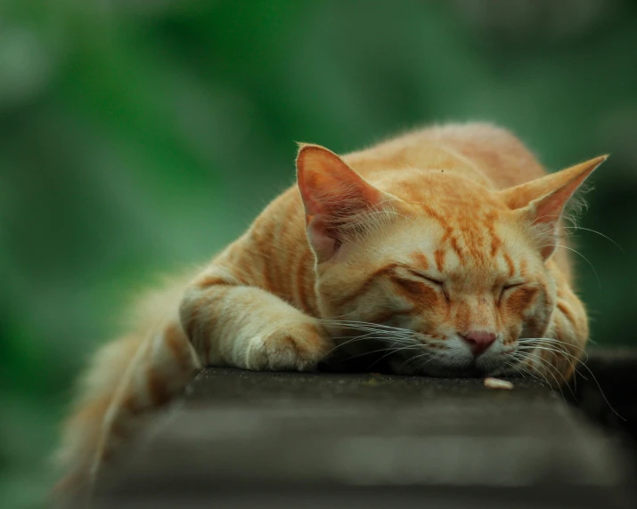 a cat that is laying down on a ledge, by Brian Thomas, pexels contest winner, orange color tone, a green, sleepy feeling, a wooden