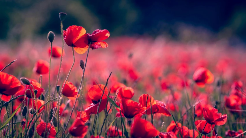 a field filled with lots of red flowers, pexels contest winner, romanticism, remembrance, instagram post, warm coloured, stems