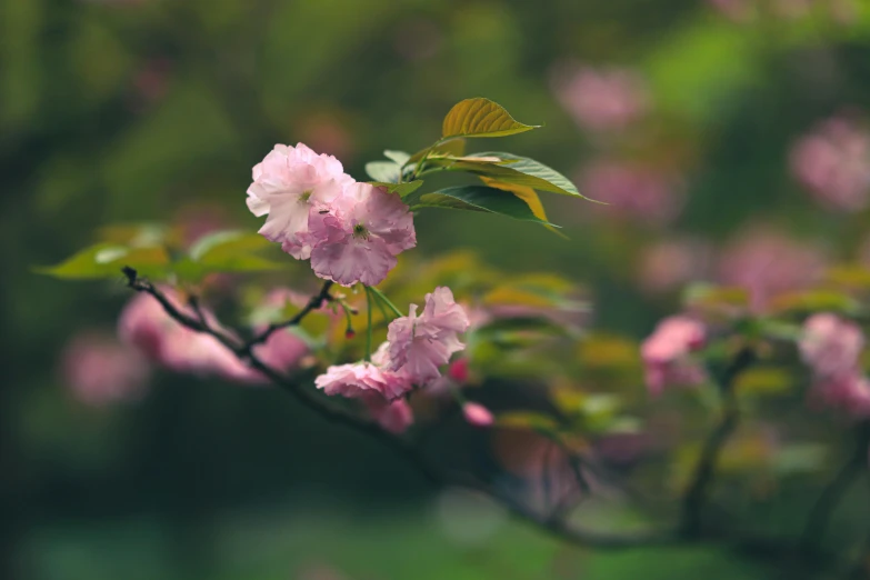 a close up of a pink flower on a tree, by Adam Marczyński, unsplash, lush sakura trees, with vray, shot on hasselblad, lush garden leaves and flowers