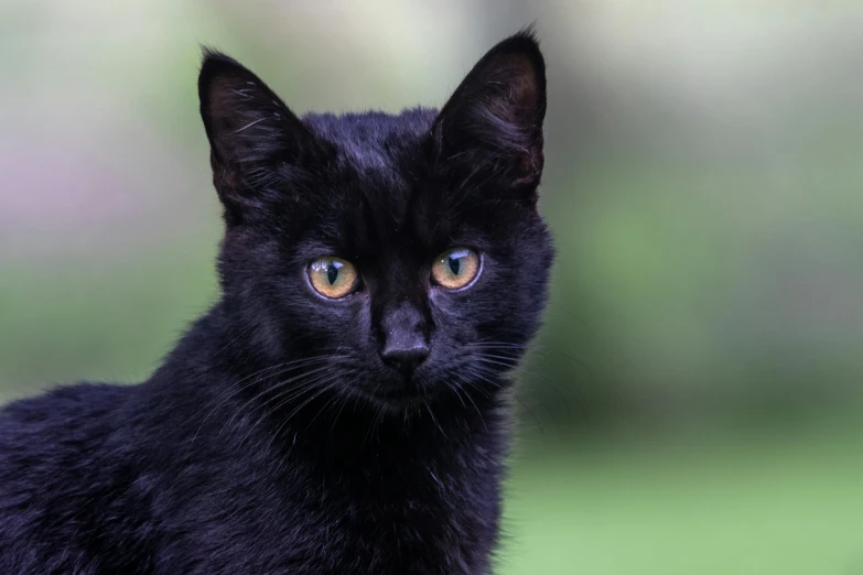 a black cat sitting on top of a lush green field, a portrait, by Julia Pishtar, pexels contest winner, vantablack gi, young male, portrait of a small, closeup 4k