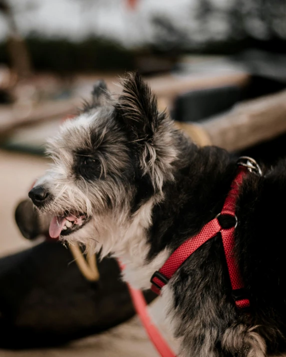 a black and white dog wearing a red leash, pexels contest winner, happening, smiling, furry character, a wooden, multi - coloured
