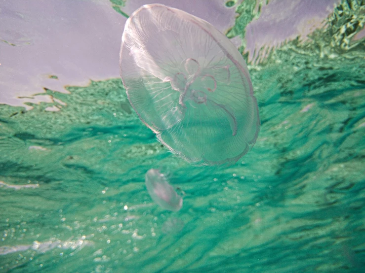 a light blue jellyfish swims in an algae - filled ocean