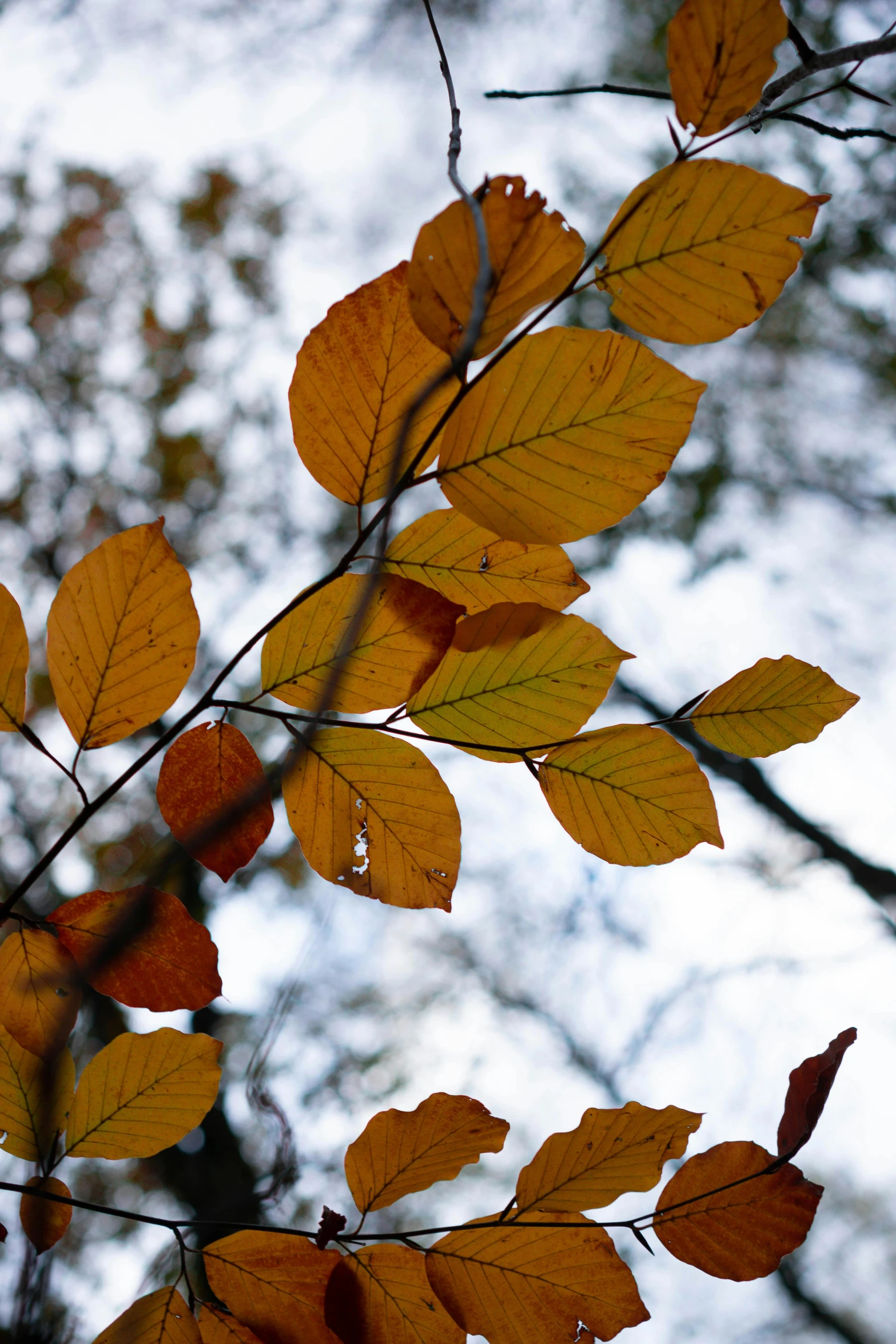 a close up of some leaves on a tree, by David Simpson, unsplash, 2 5 6 x 2 5 6 pixels, yellows and reddish black, tall, nordic forest colors