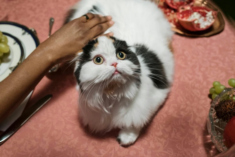 a black and white cat sitting on top of a table, sits on a finger, on a velvet tablecloth, looking down on the camera, puffy